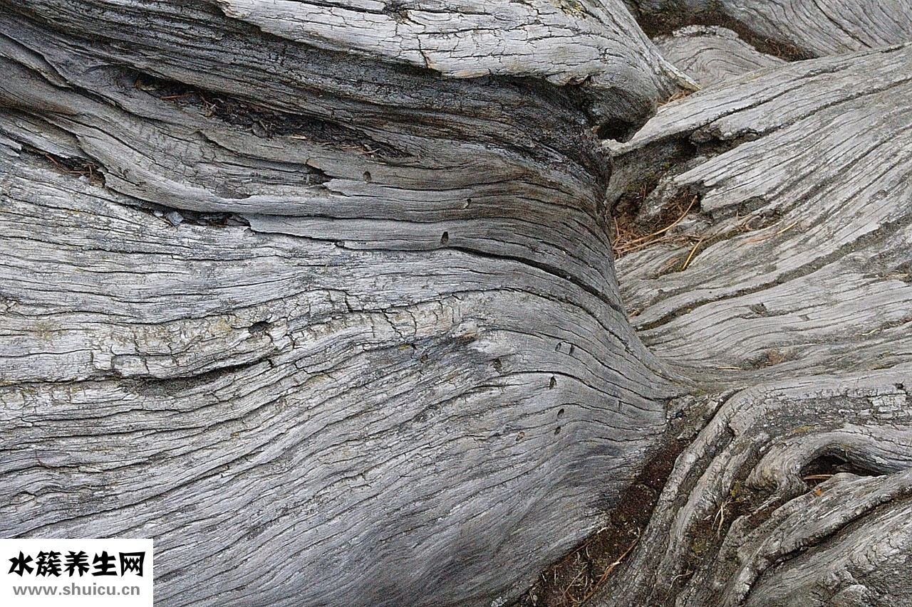 樹根怎么挖出來