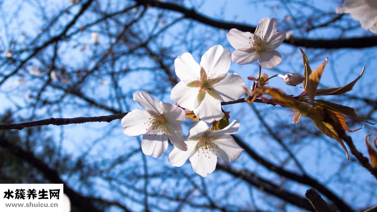 盆腔炎要怎么檢查