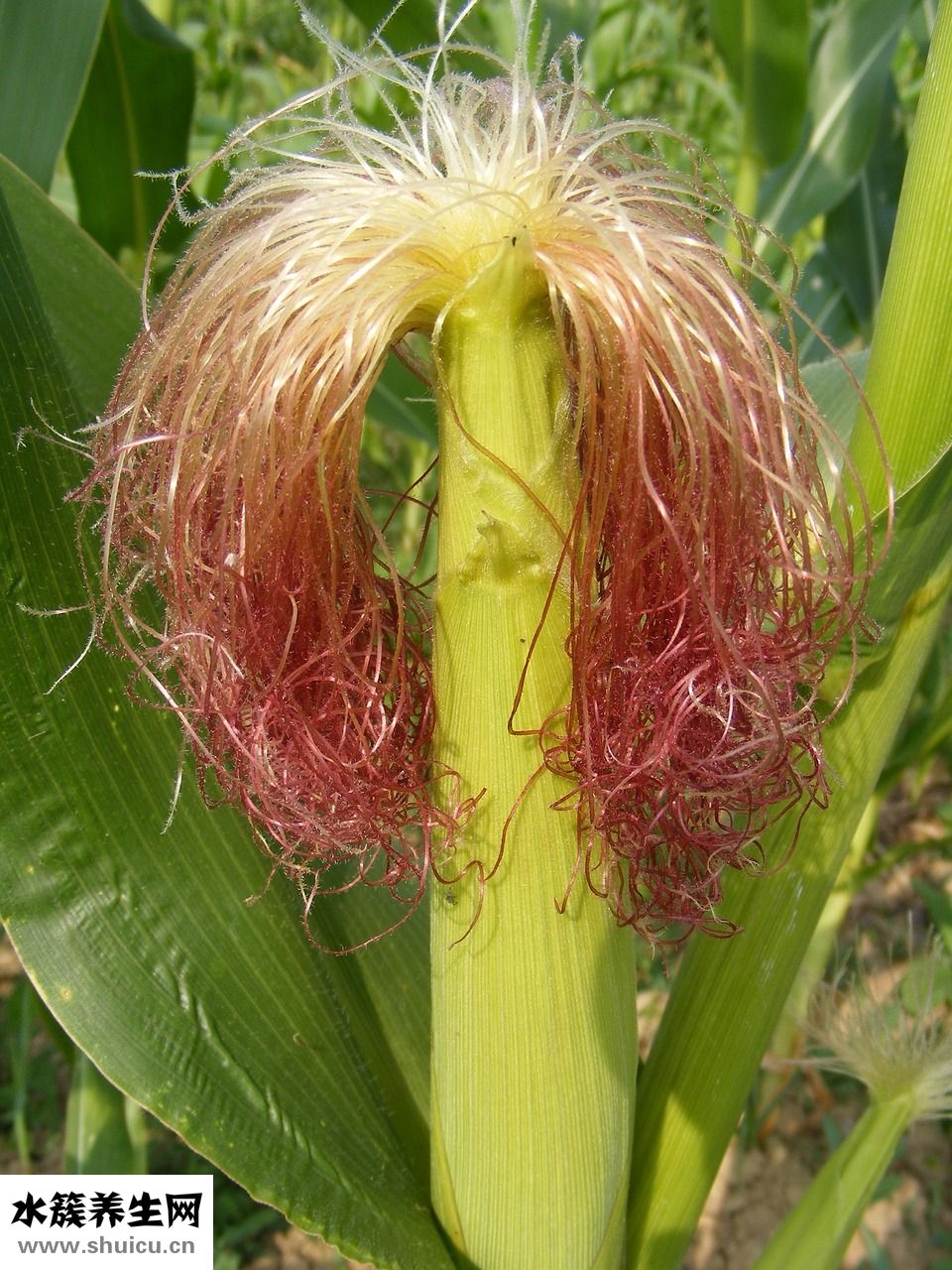 頭發右分怎么分