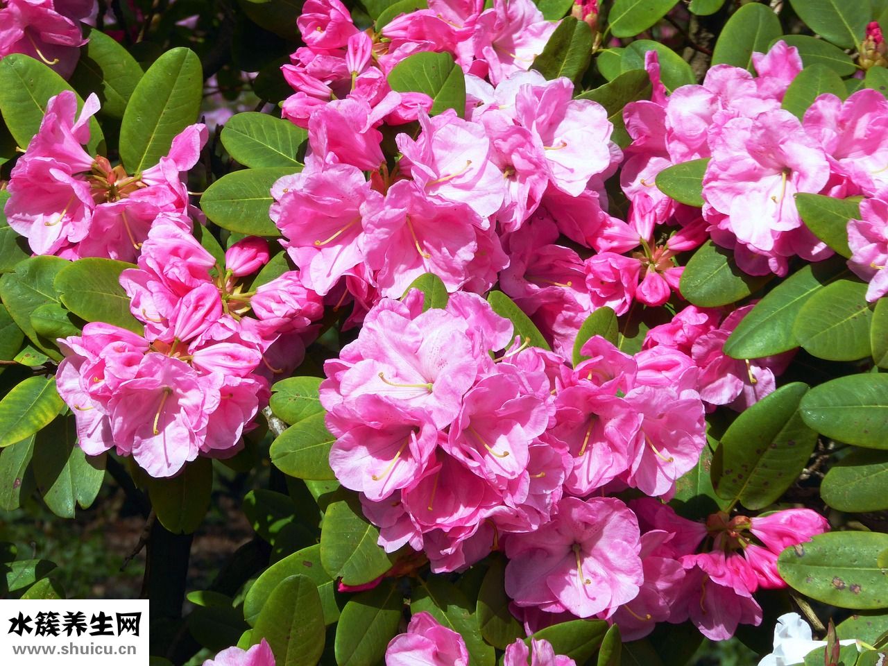 杜鵑花殘花怎么