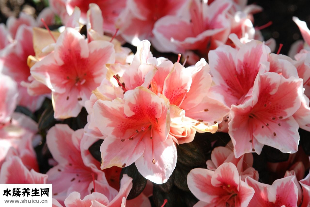 杜鵑花殘花怎么