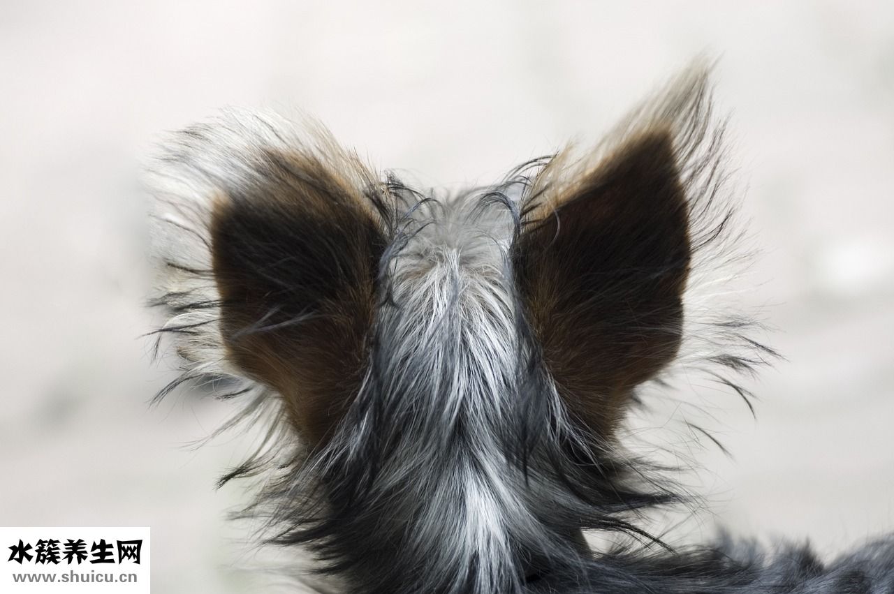 耳朵里面化膿怎么辦