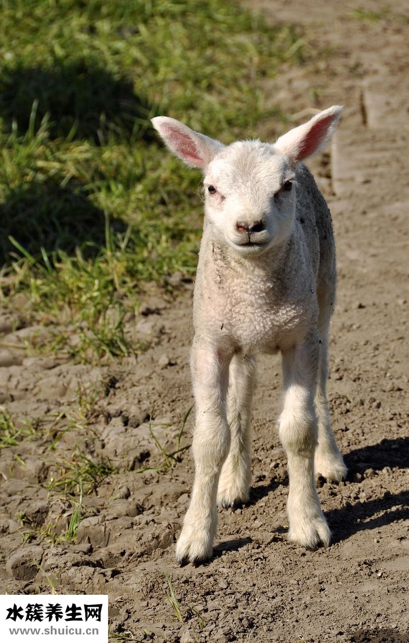 羊肉粉的湯怎么做