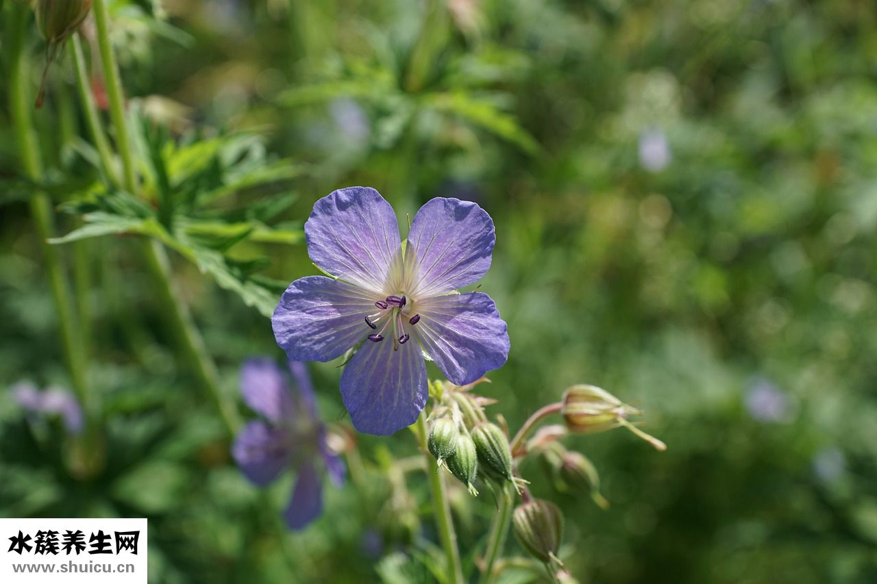 臉上長肝斑怎么回事