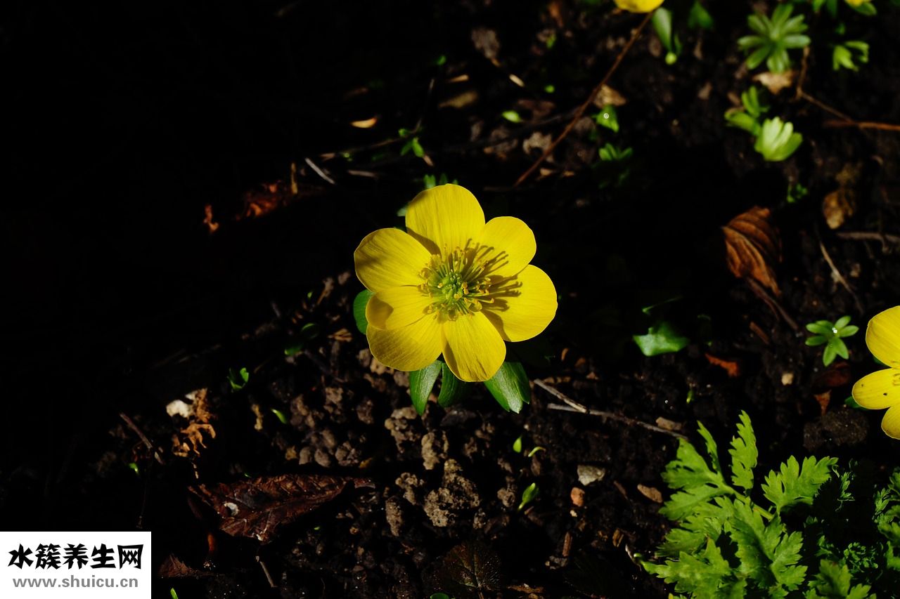 臉上長肝斑怎么回事