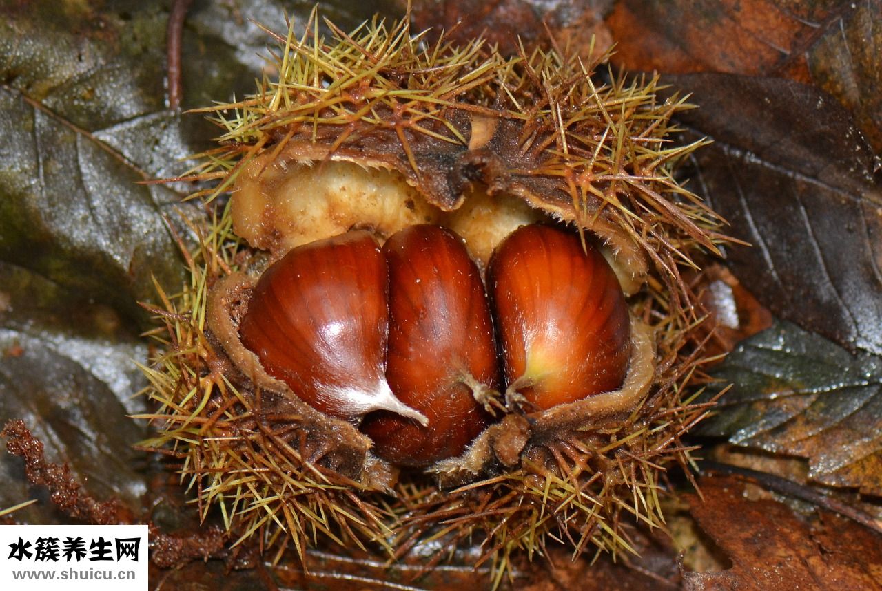 貉子毛掉毛怎么辦