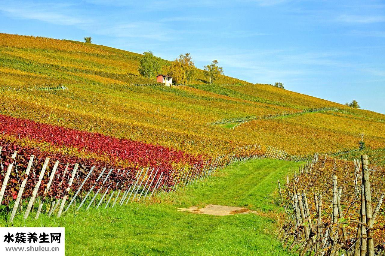 干細胞怎么提取