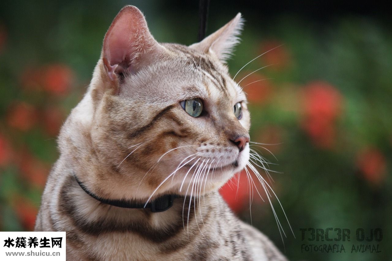 眼睛紅腫發癢怎么辦