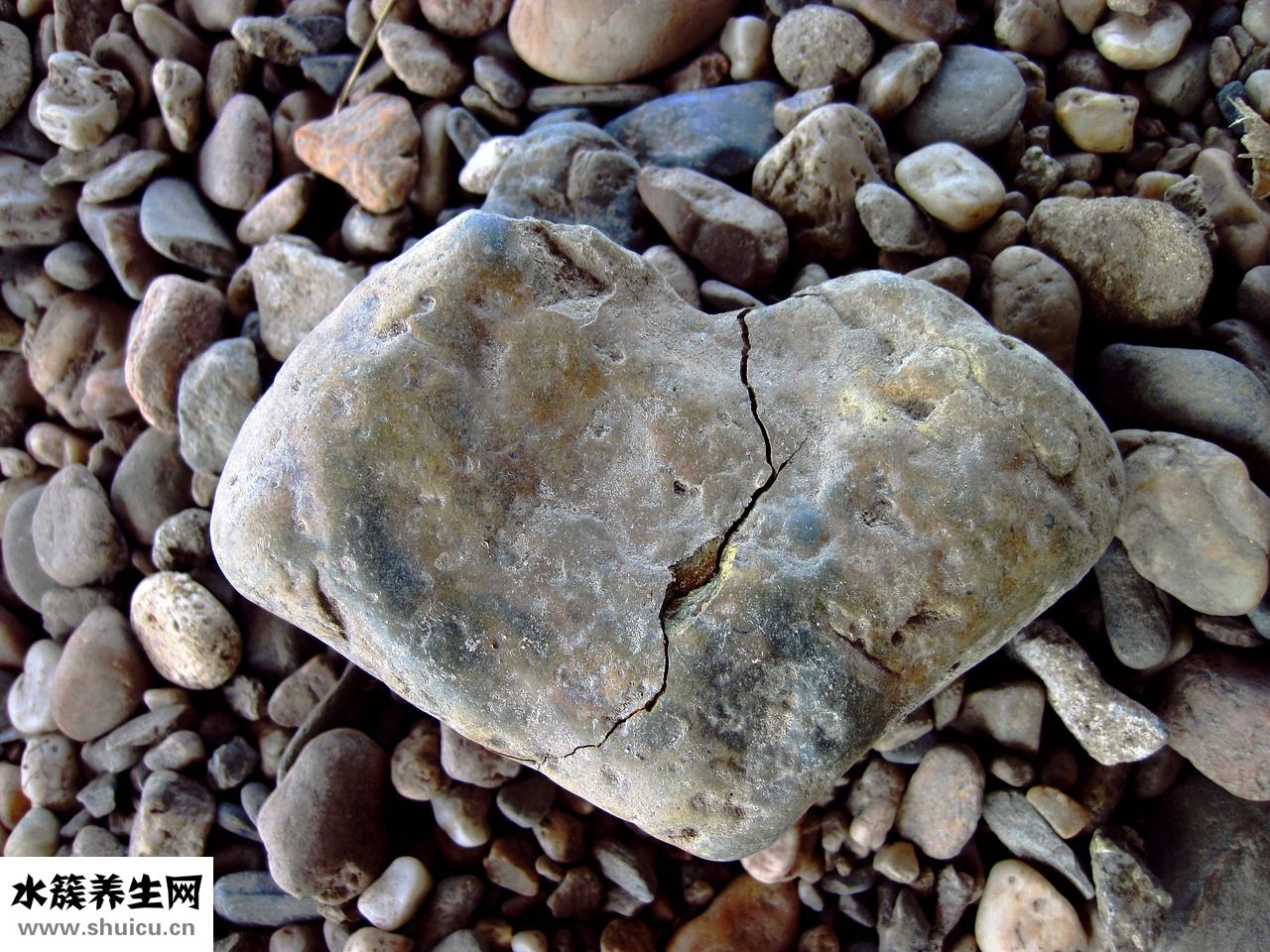 烏龜脫殼怎么回事