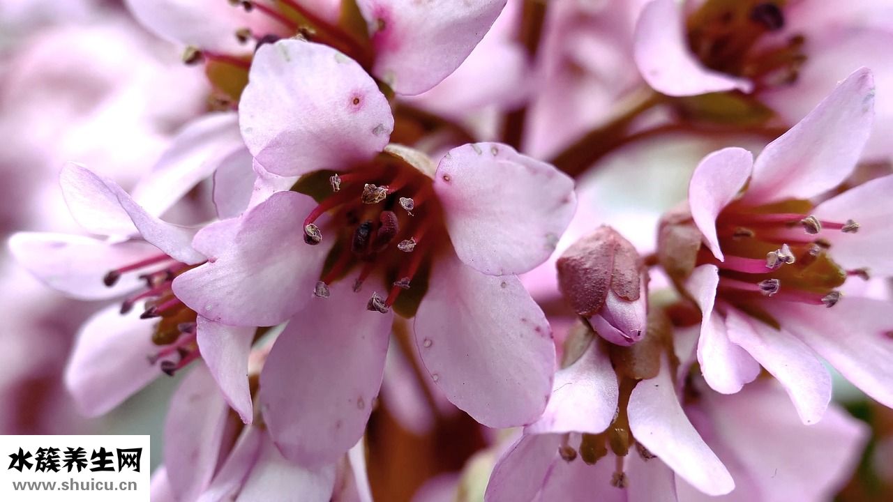 冰希黎怎么看真假