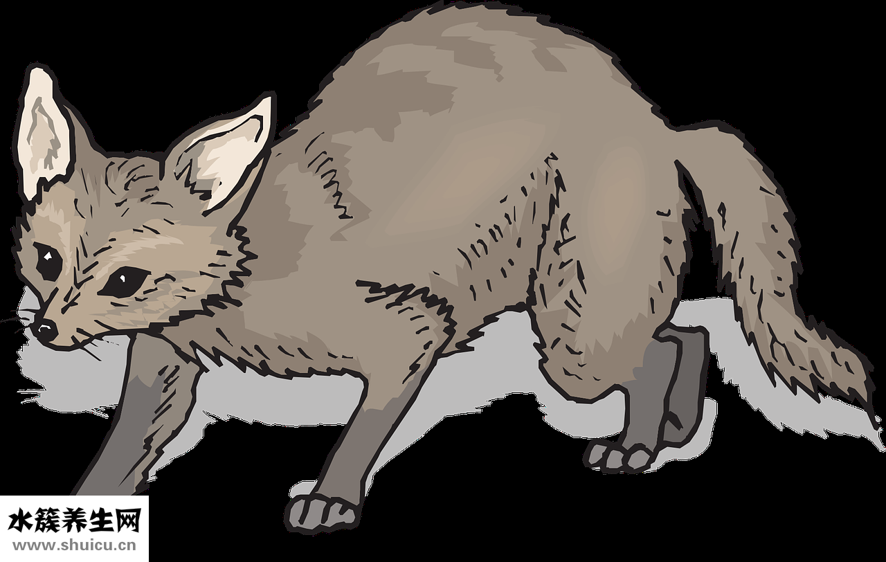 彩霞魚爛尾巴怎么辦