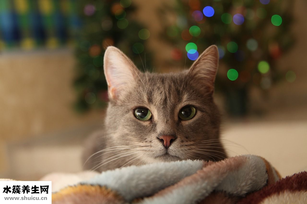 淺頭發(fā)多怎么辦