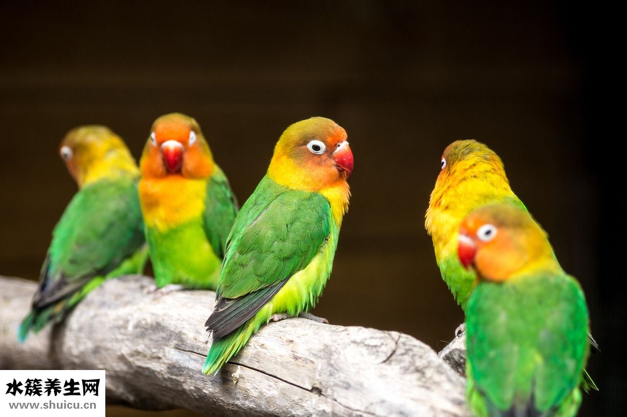 子母奶粉怎么沖