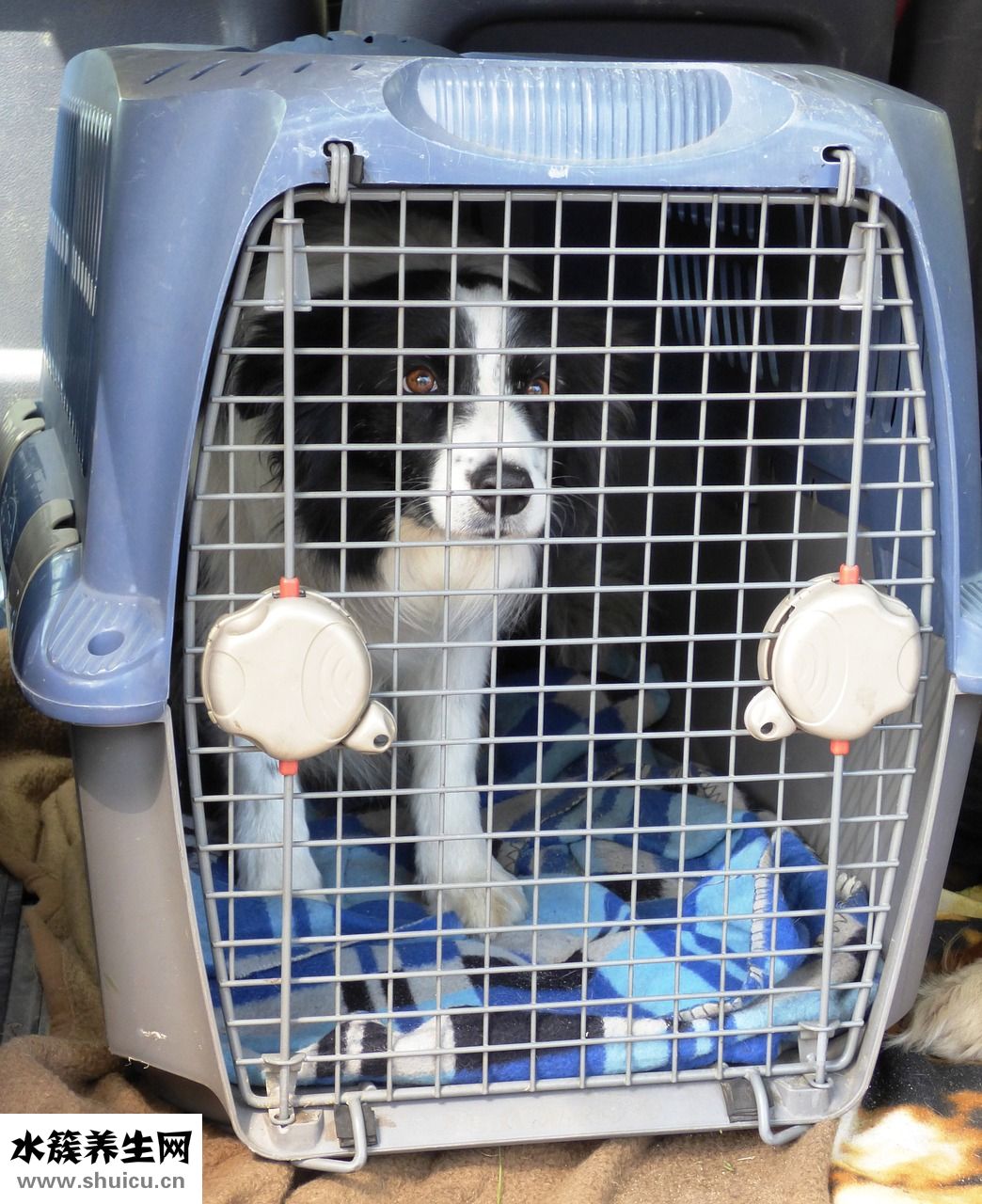 卜姓氏怎么發音