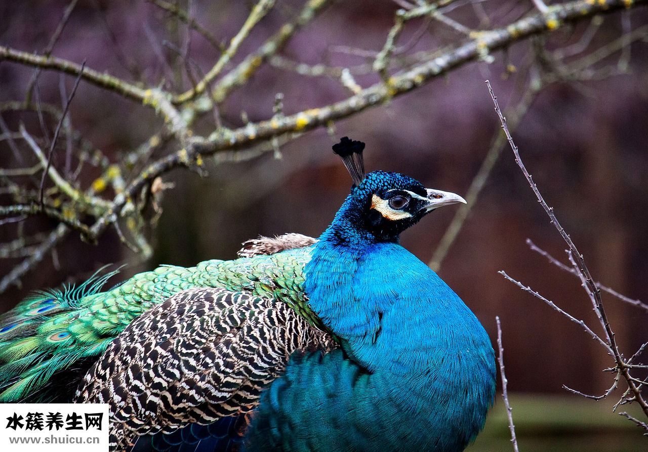 怎么查質粒序列