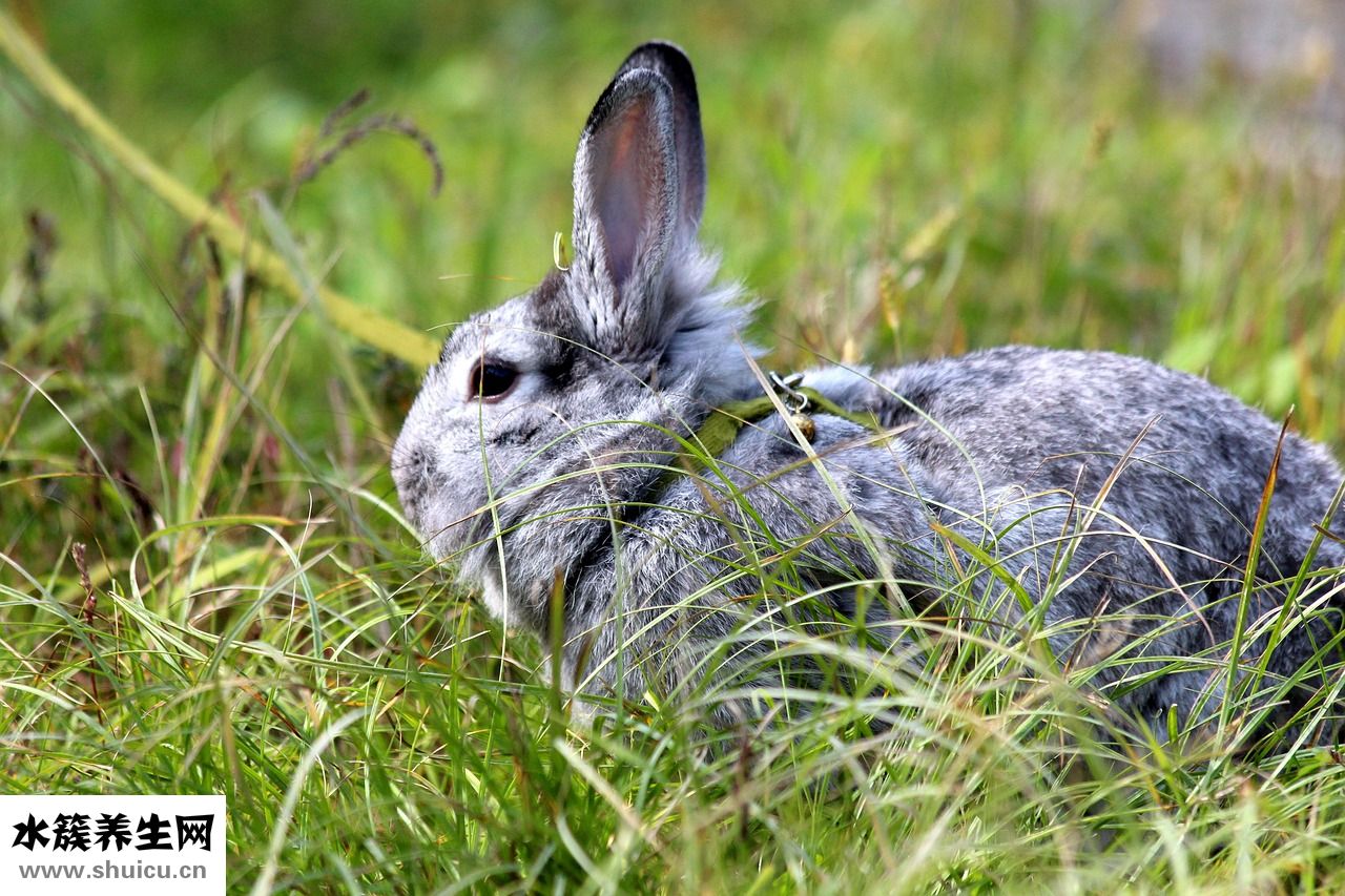 兔子滾珠水壺怎么安