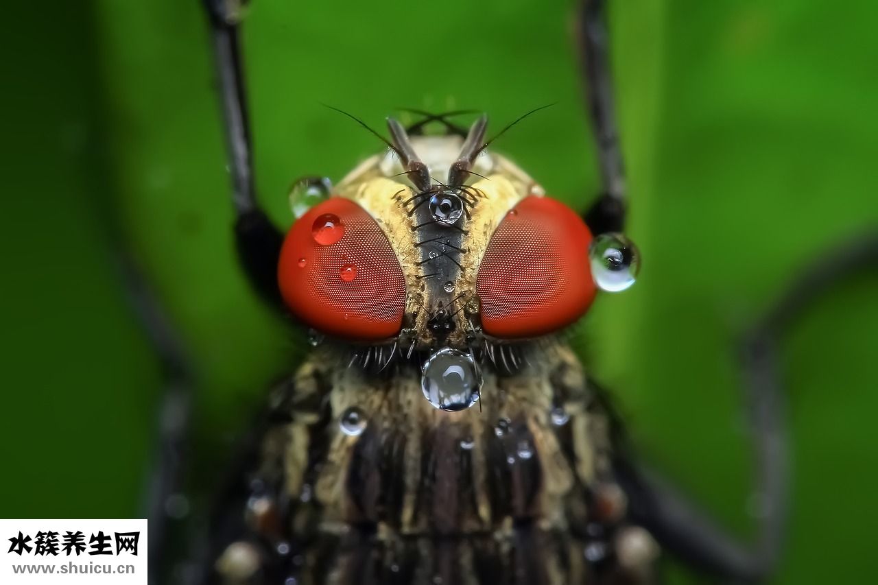 耳朵飛進蒼蠅怎么辦