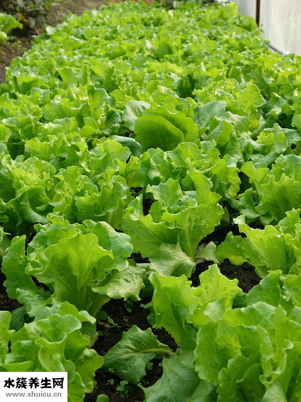 怎么能讓指甲變長