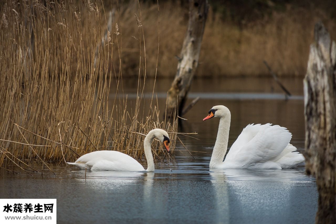 彩霞魚爛尾巴怎么辦