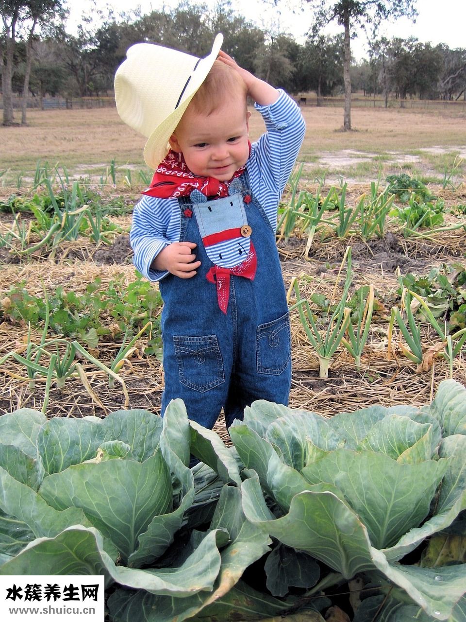 滿月金毛怎么喂養