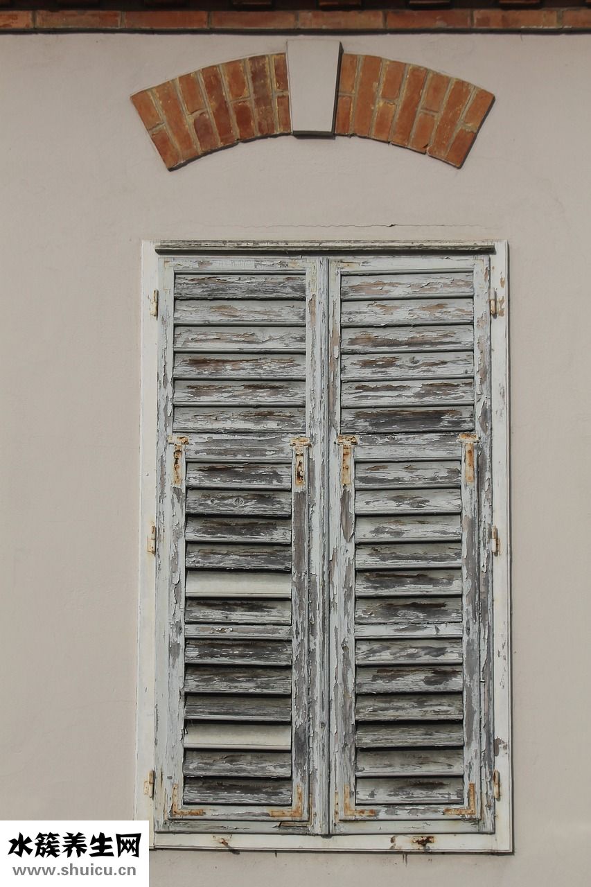 兩只畫眉鳥怎么養(yǎng)