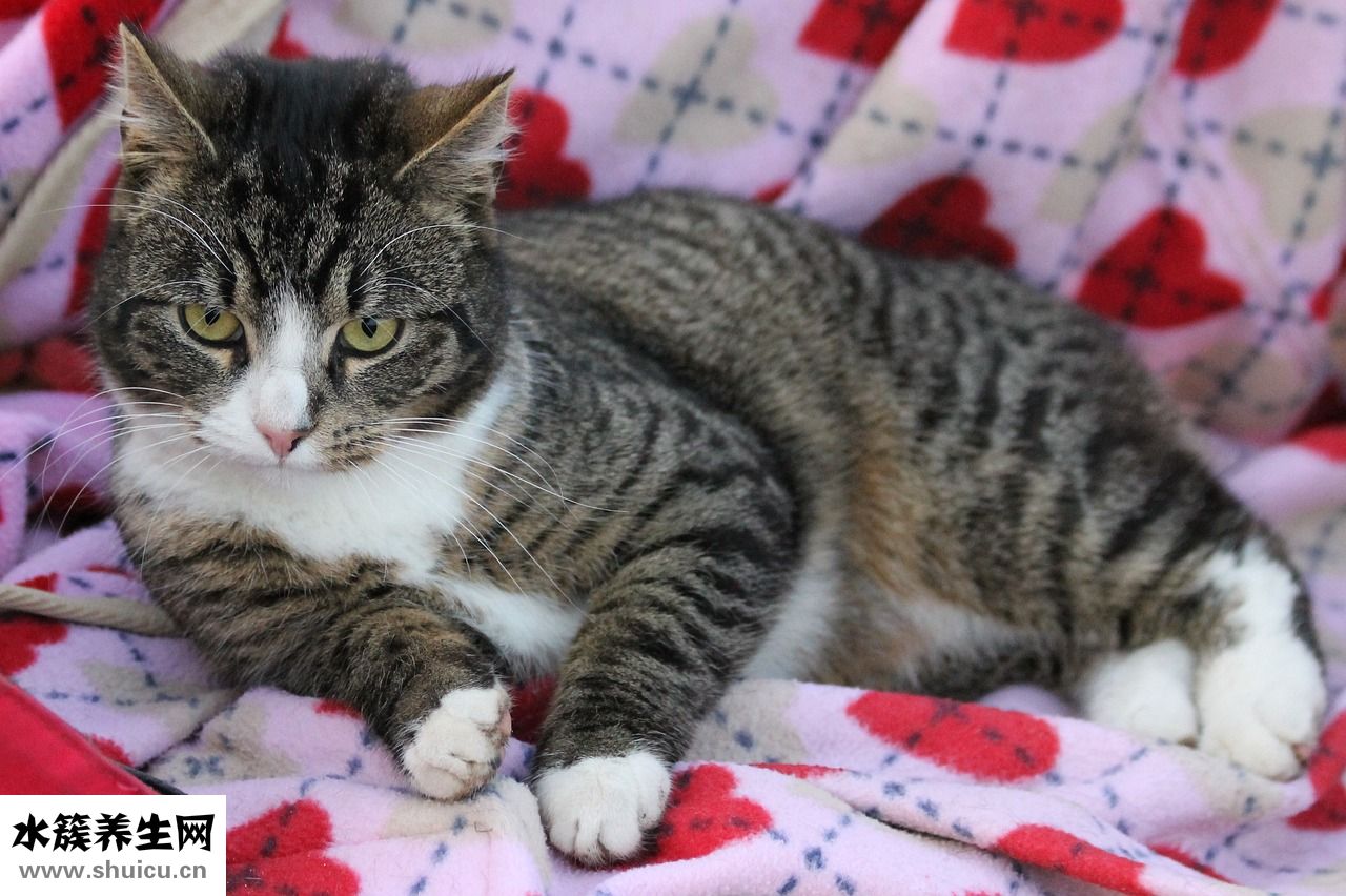 小貓丟了怎么找