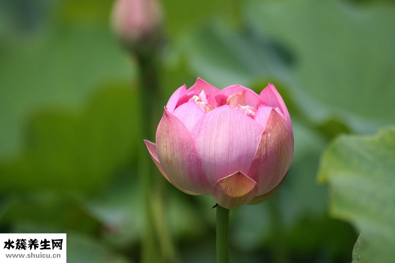 八月份的螃蟹怎么吃