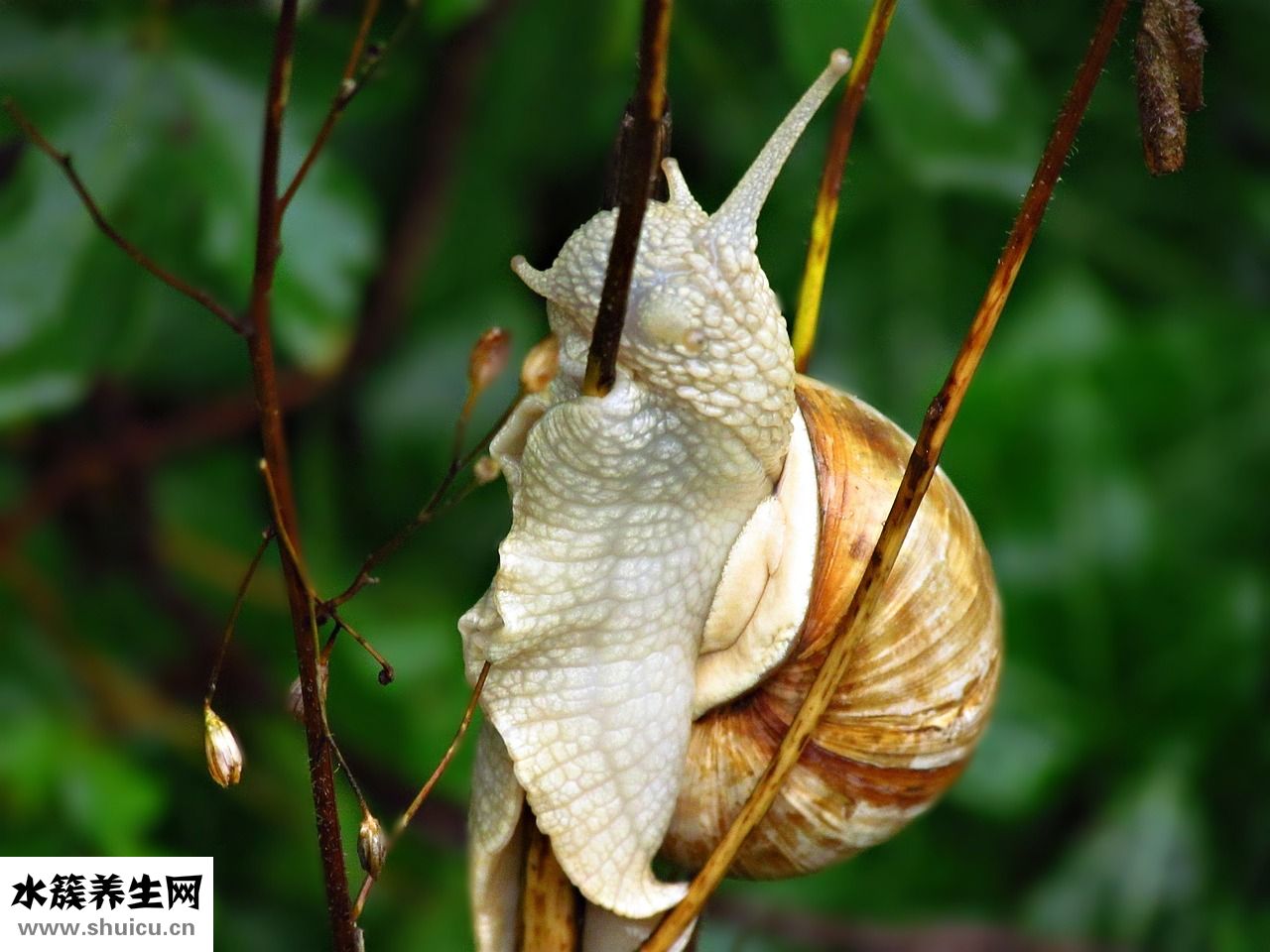 耳垂紅腫是怎么回事