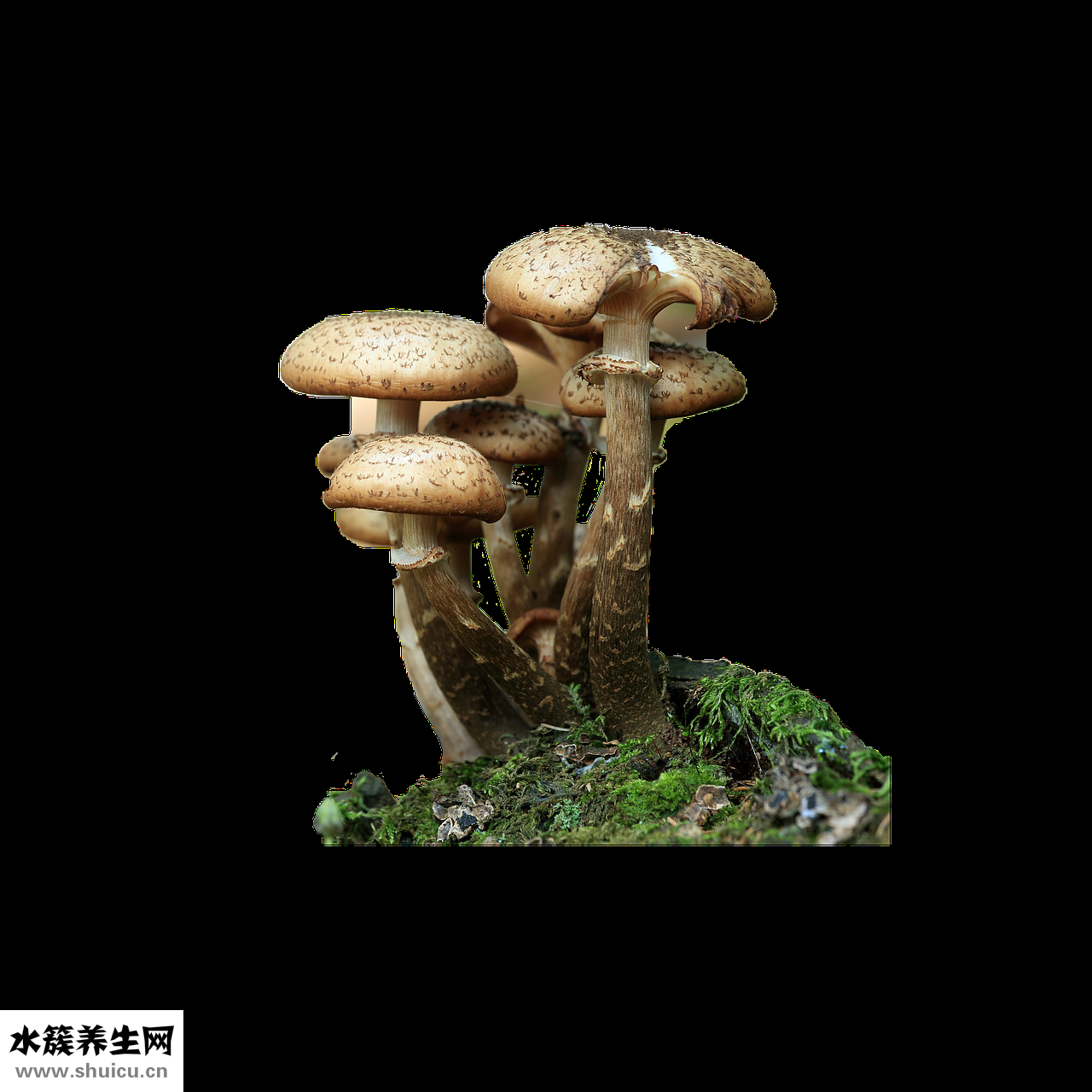 腳上水毒怎么治