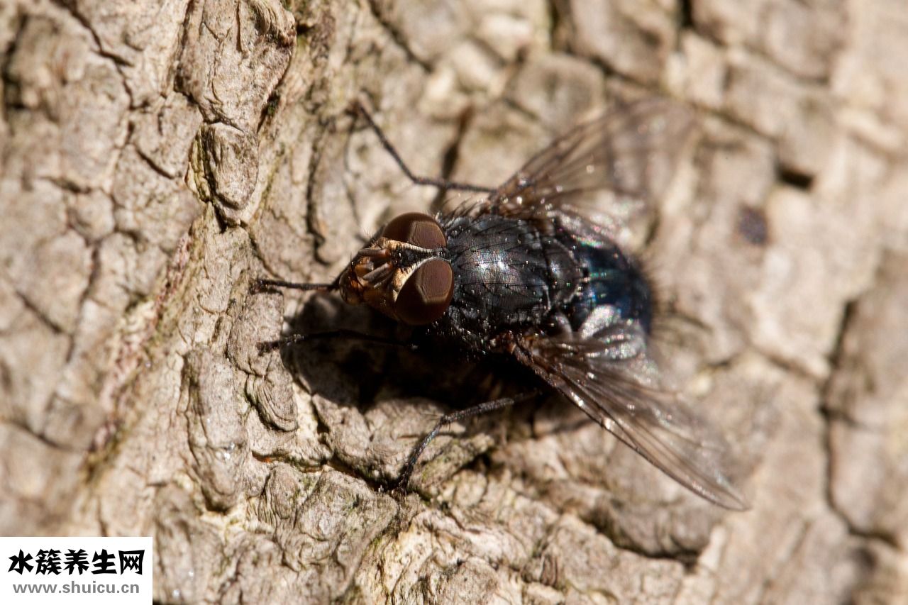 耳朵飛進蒼蠅怎么辦