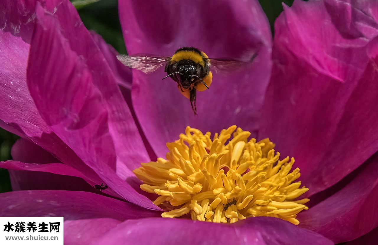怎么判斷真假蜂蜜