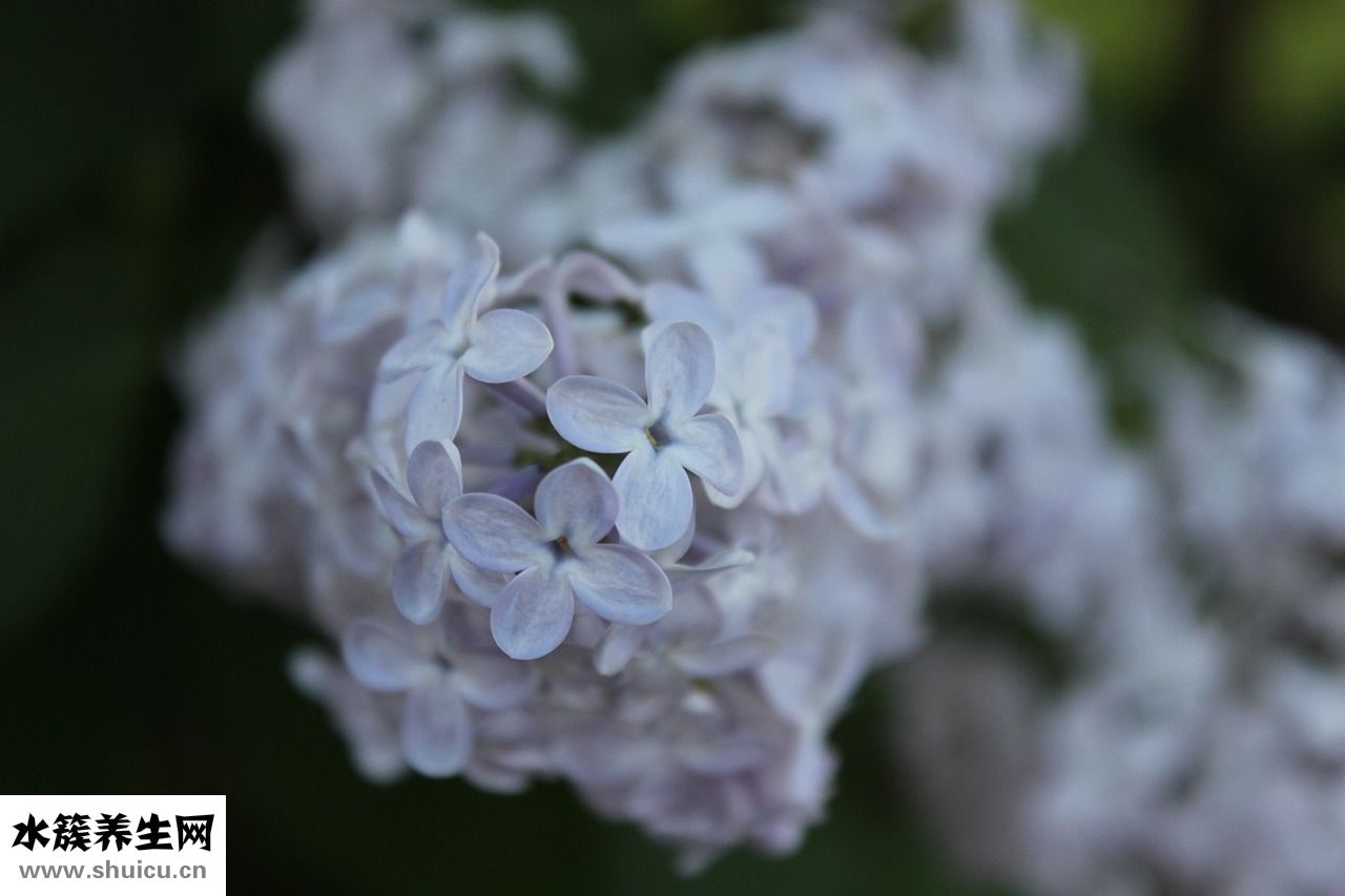 子母奶粉怎么沖