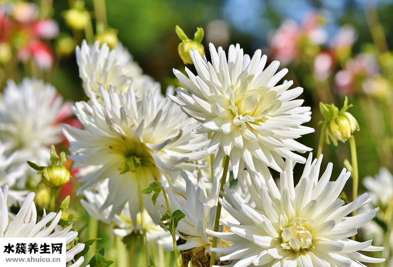 八月份的螃蟹怎么吃