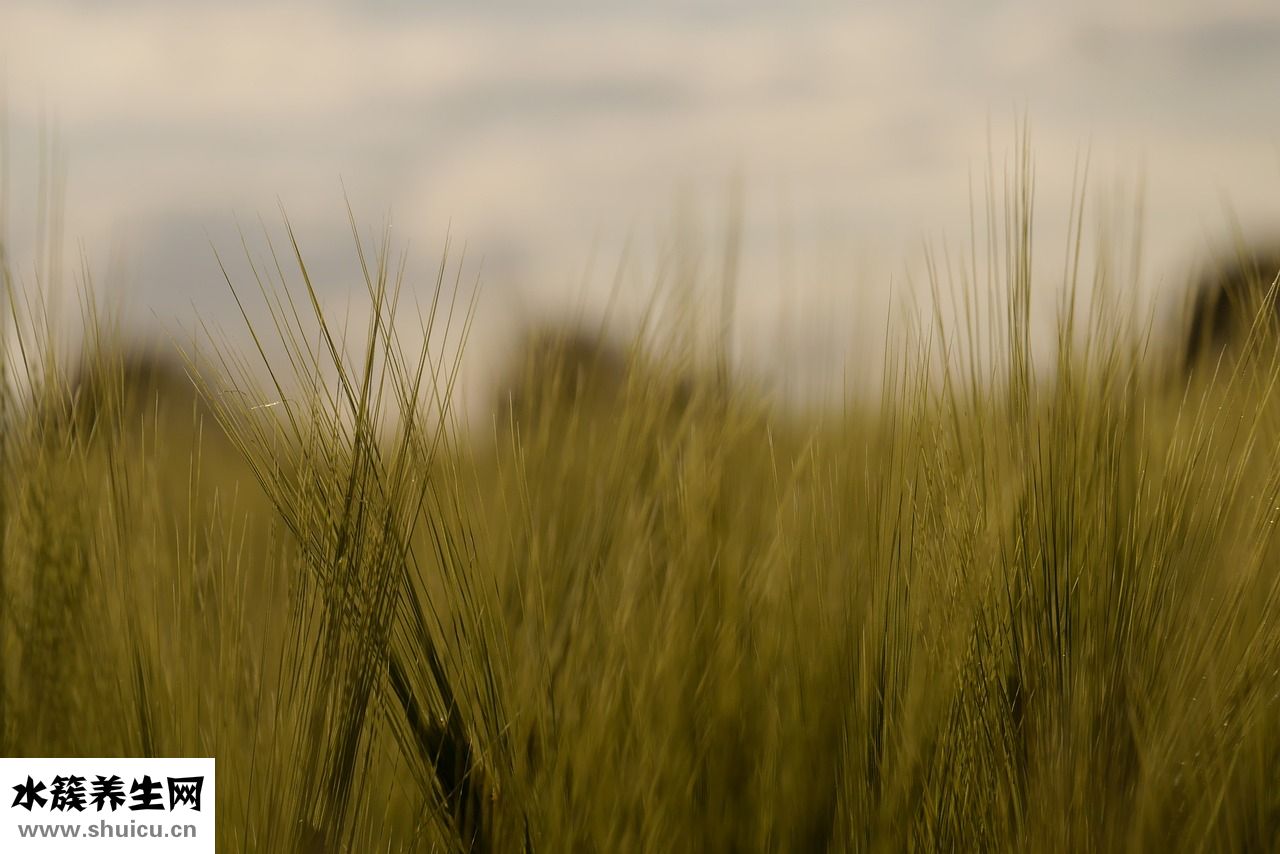 大麥茶怎么制作
