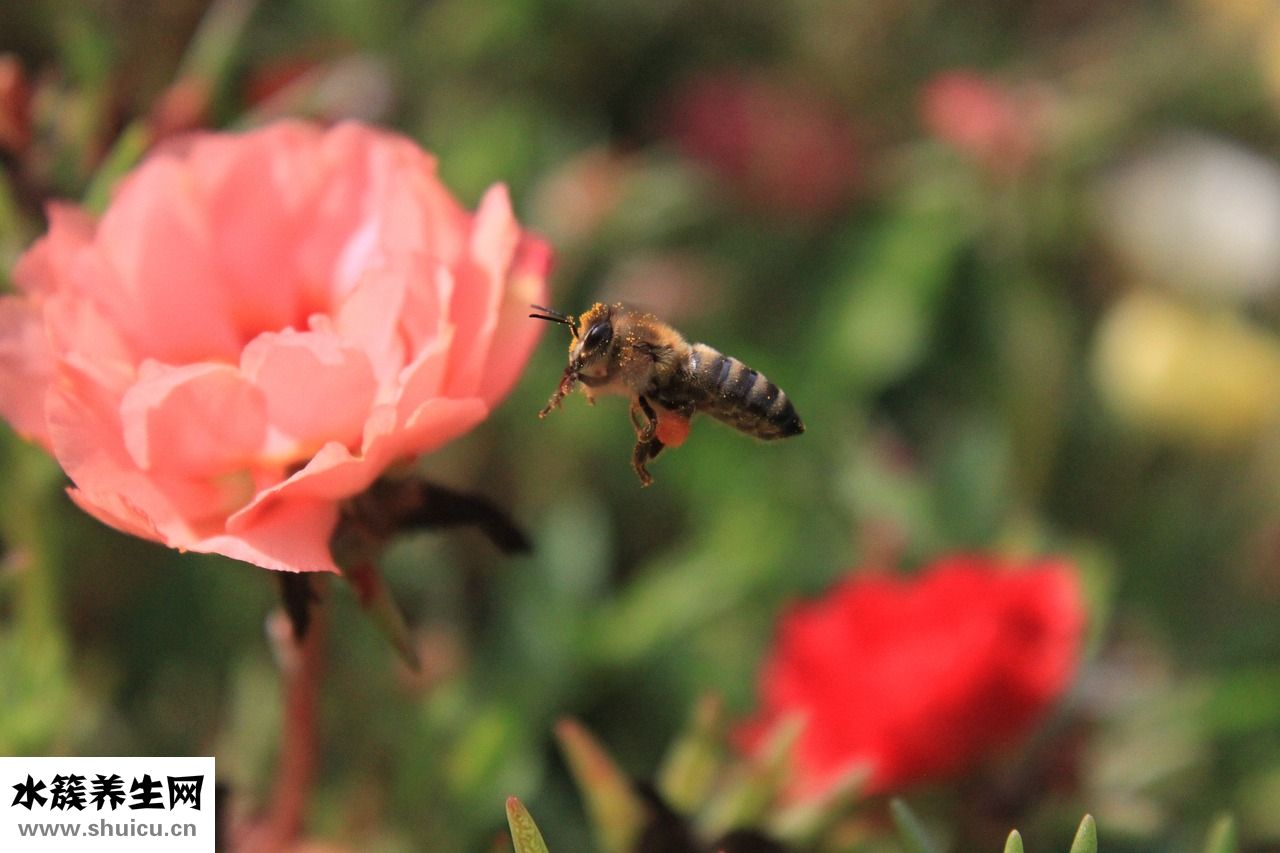 怎么判斷真假蜂蜜