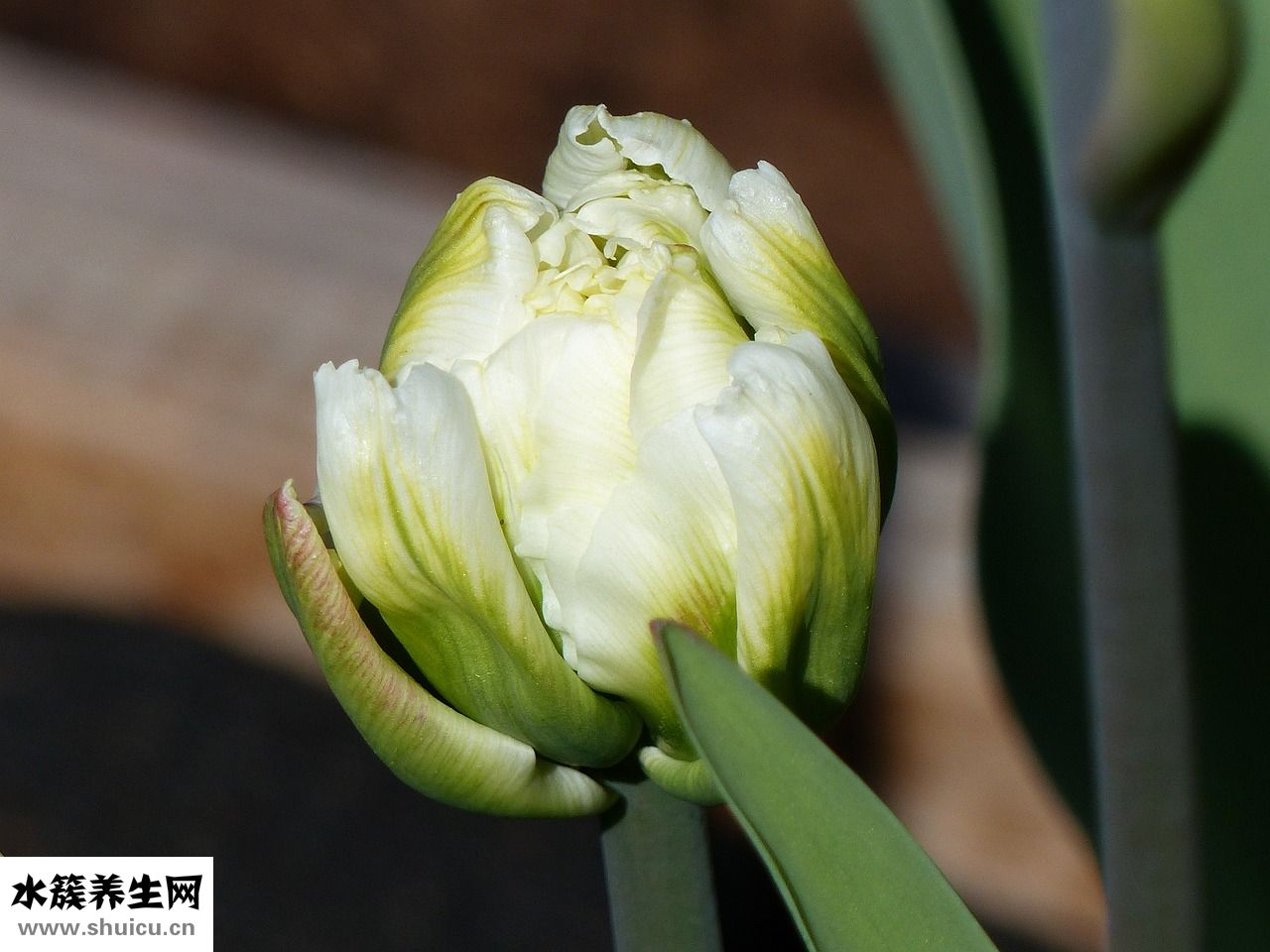 生蝦怎么做好吃