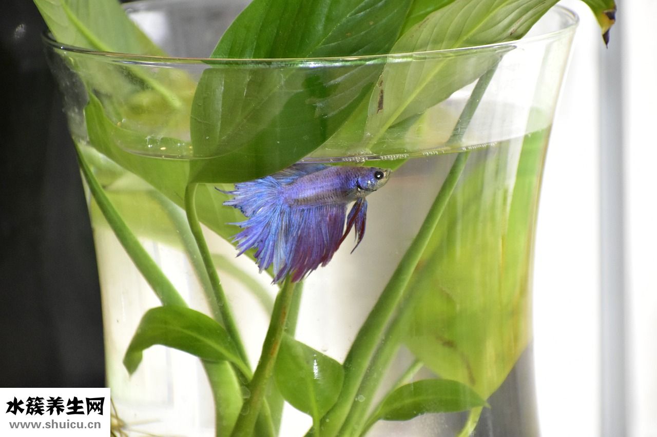 斗魚開直播怎么賺錢