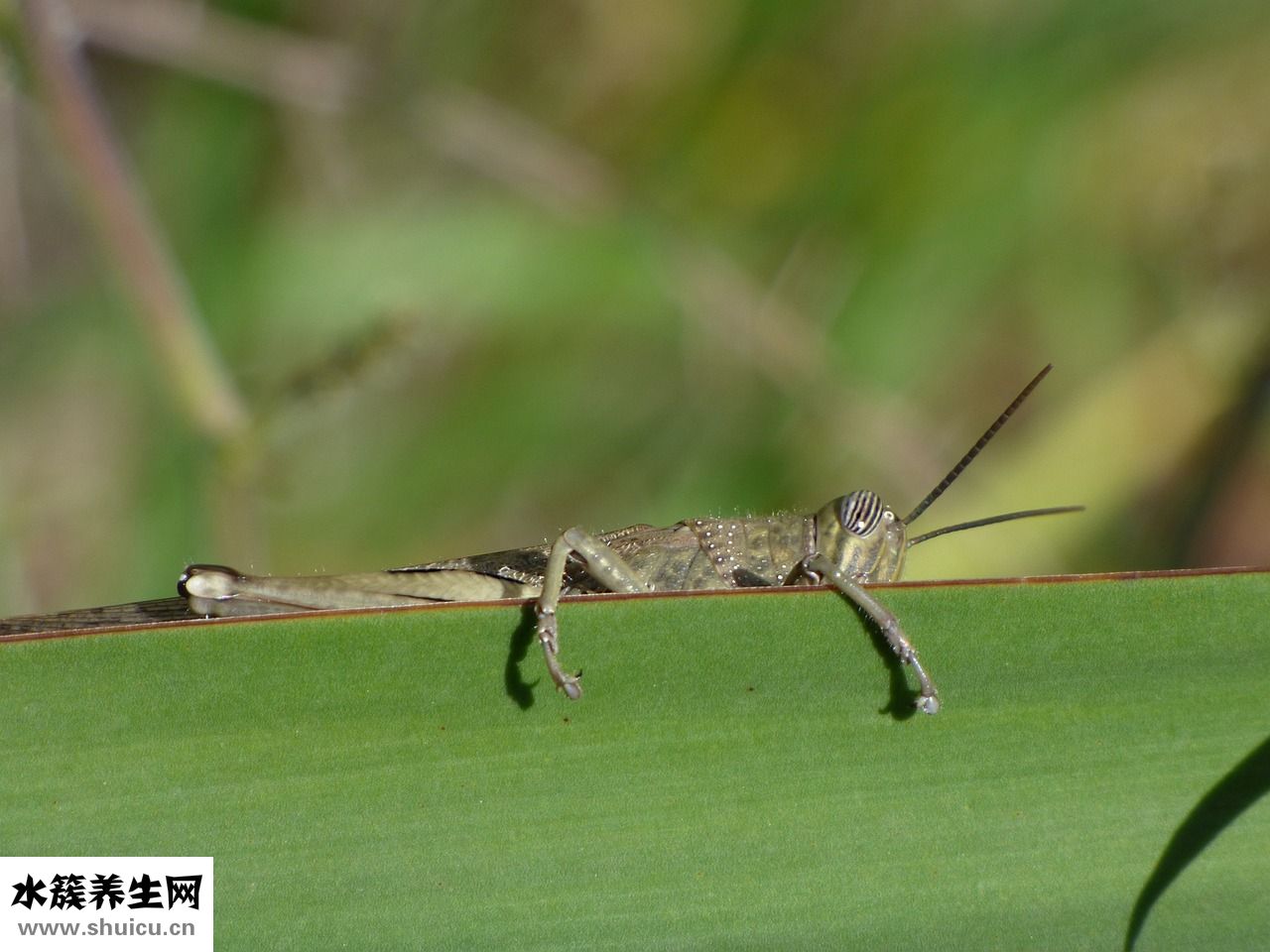 鮮小海蝦怎么做