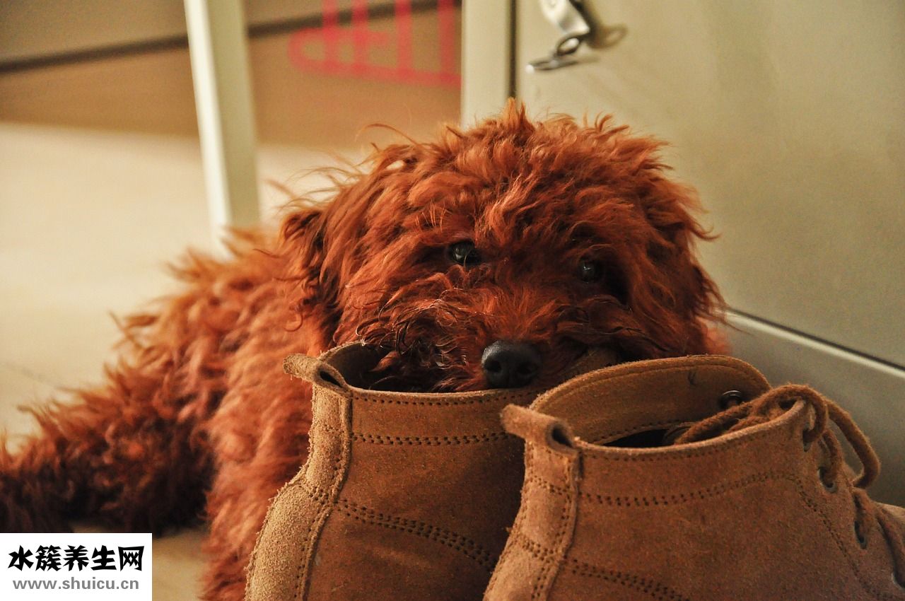 一歲泰迪便秘怎么辦