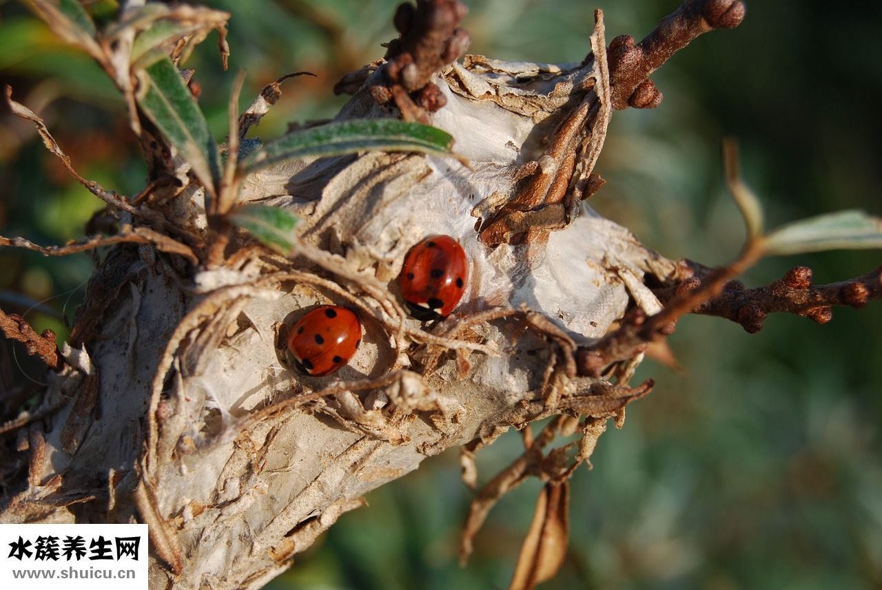 耳廓流血怎么治