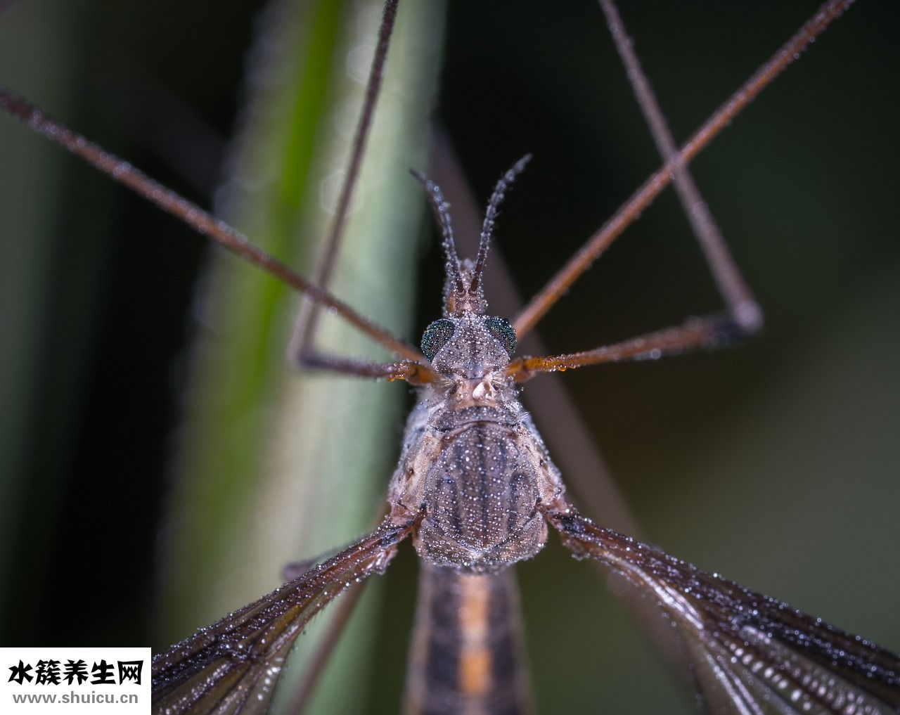 魚缸里有蚊子怎么辦