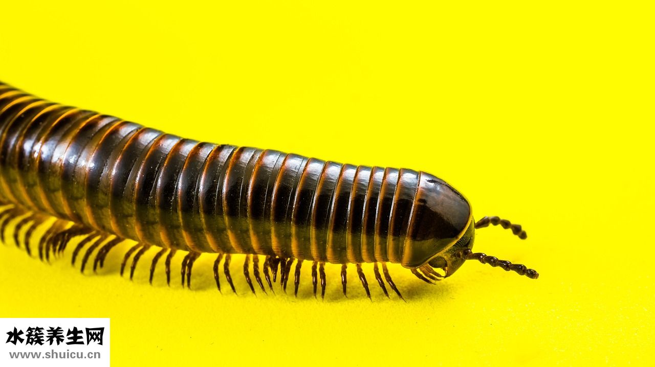 被蚰蜓咬了怎么辦