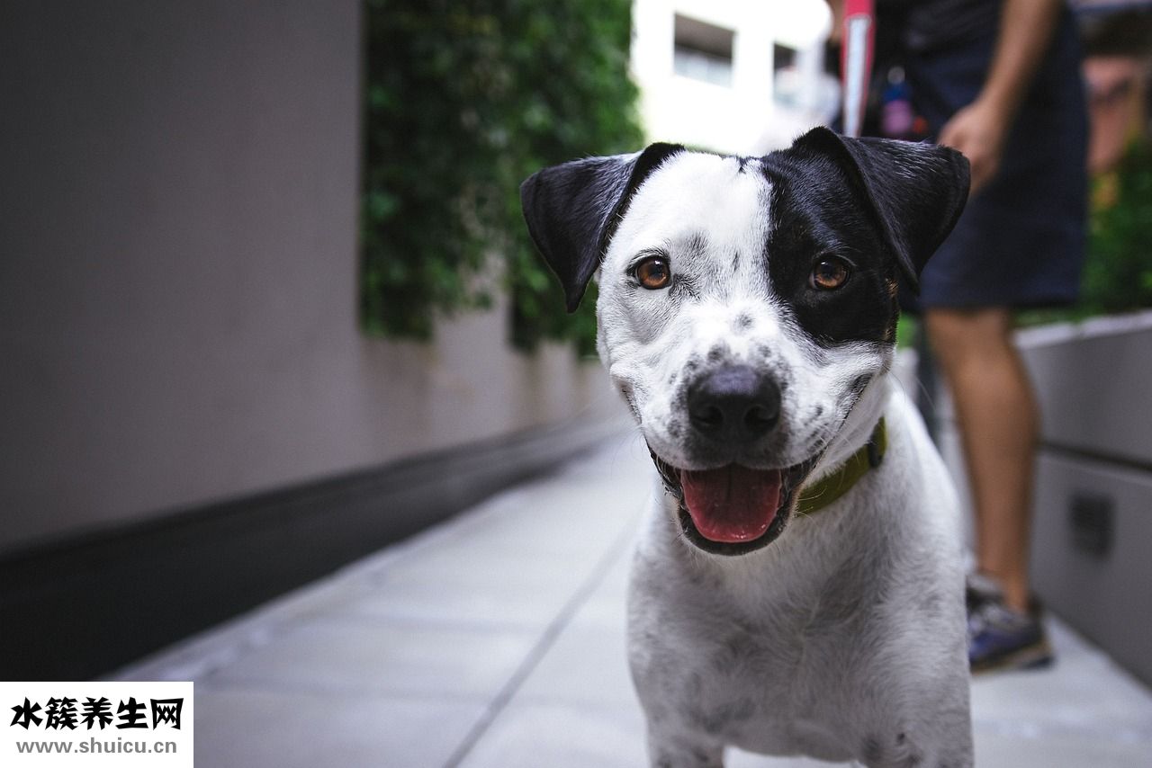 頭發墊高器怎么用