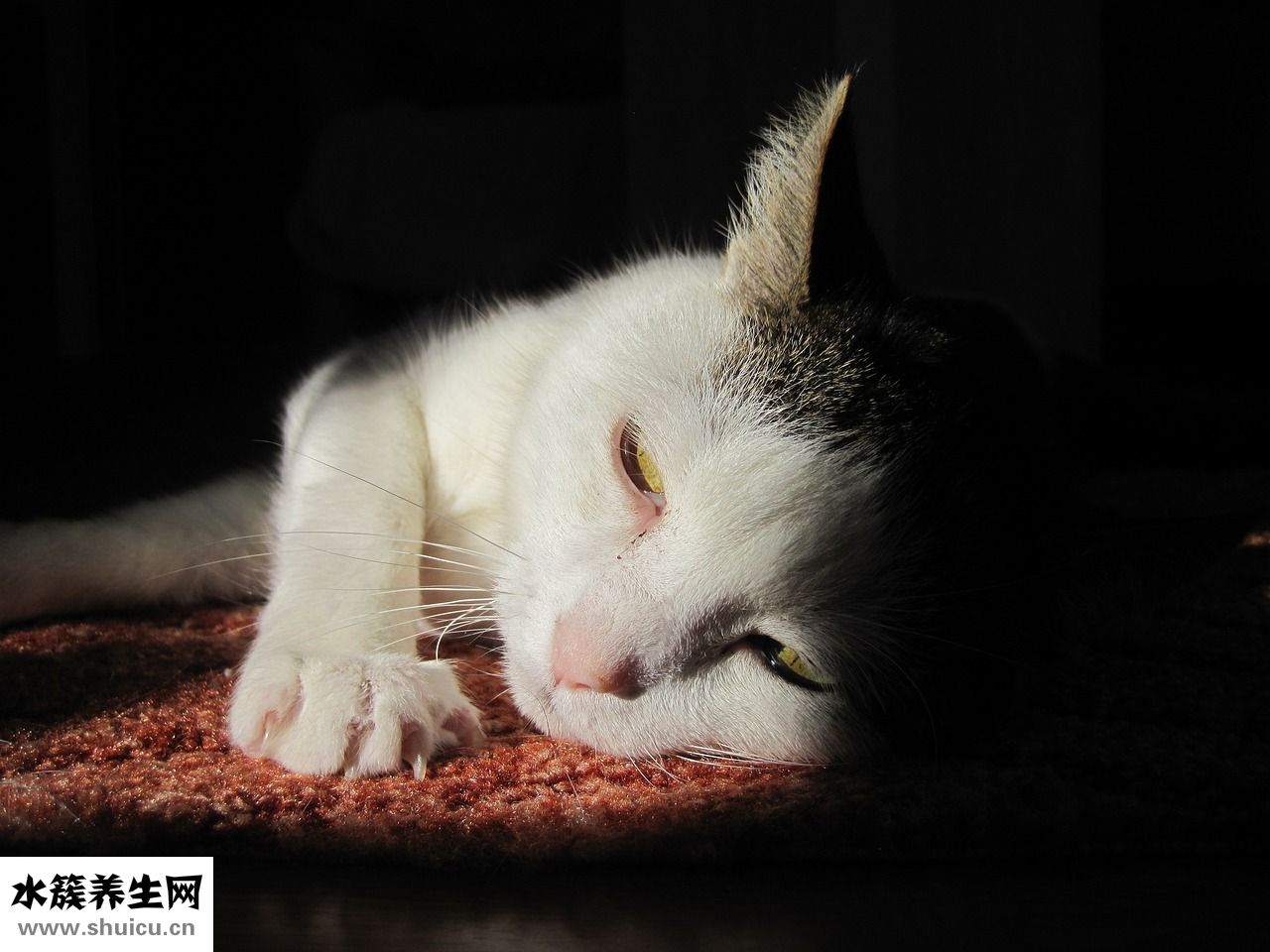 眼神經萎縮怎么治