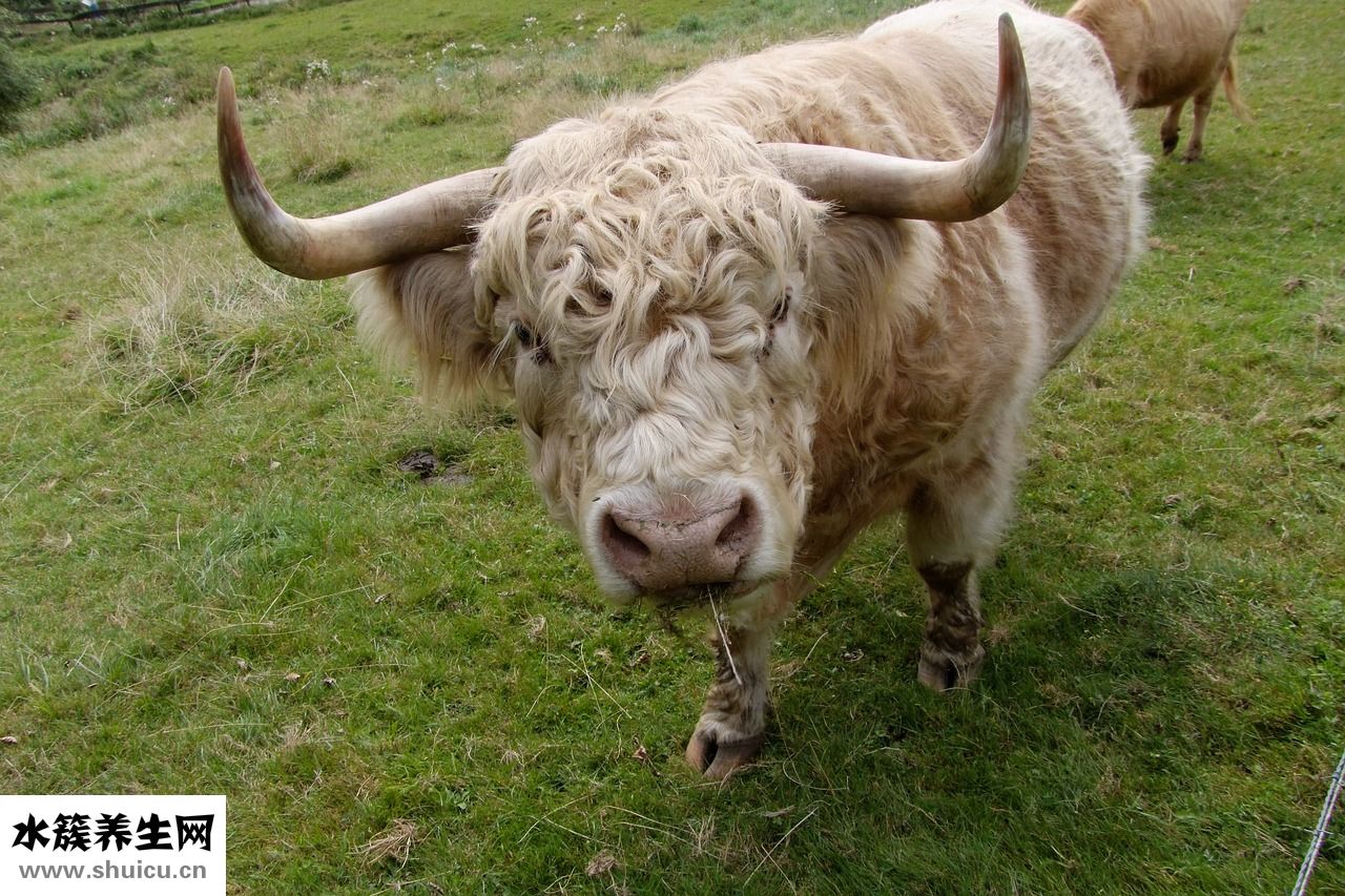 牛肉怎么調(diào)涼菜好吃