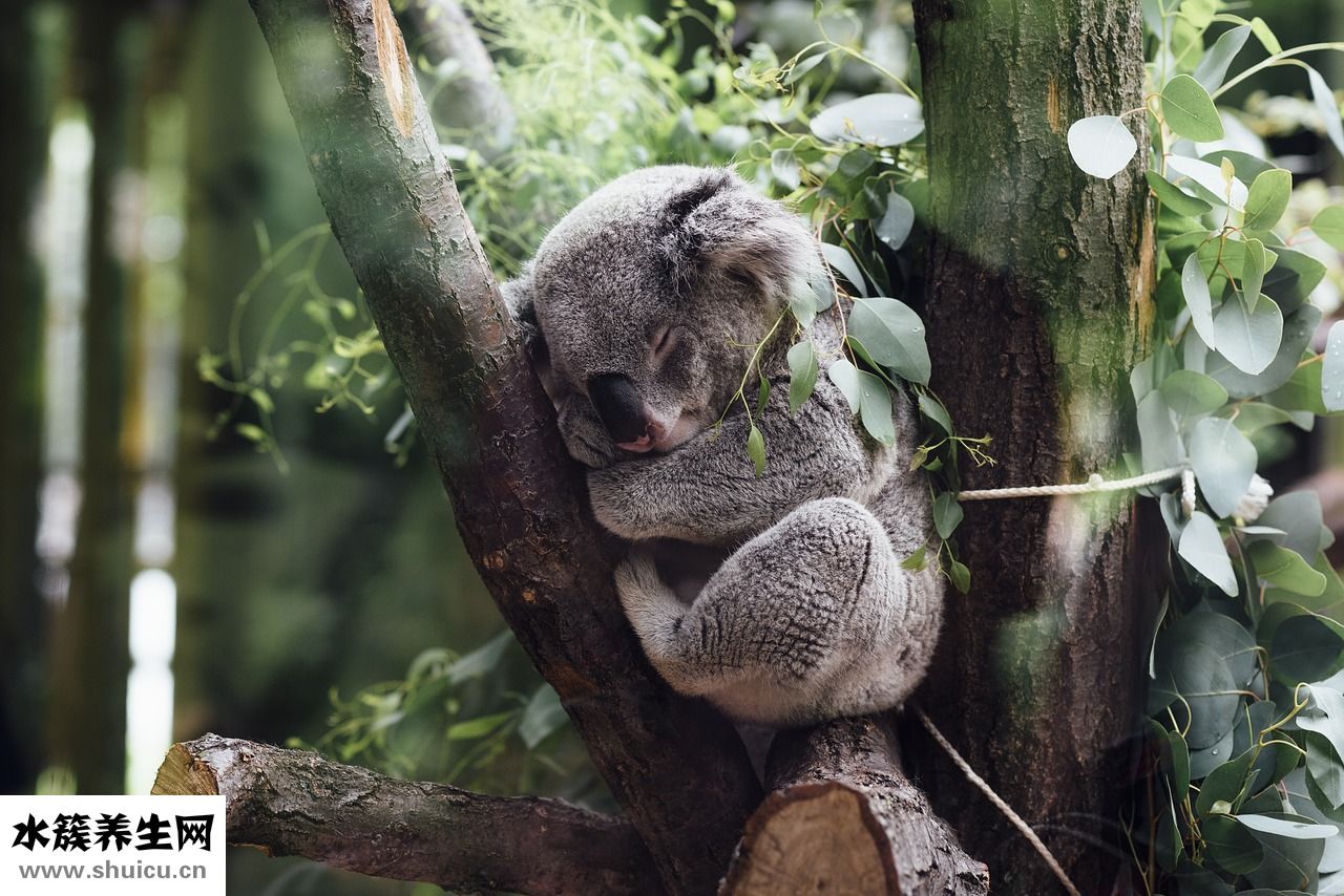 鳳尾結怎么收尾