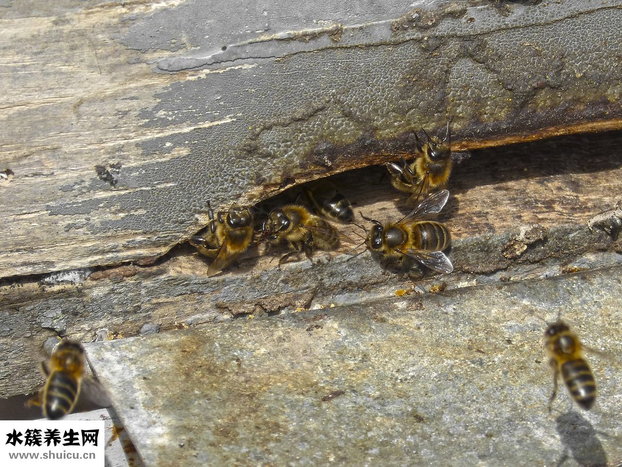 怎么給寶寶穿尿布