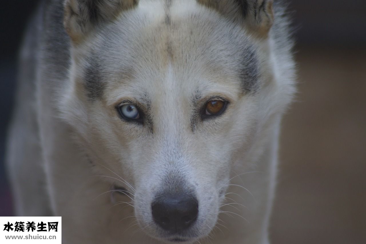 眼神經萎縮怎么治