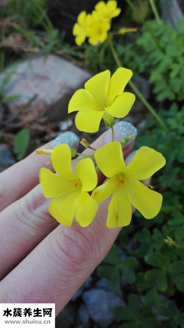 美甲營養(yǎng)筆怎么用