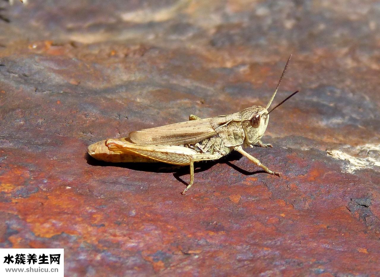 蝦仁漲蛋怎么做